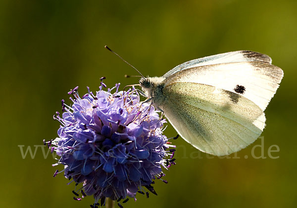 Kleiner Kohlweißling (Pieris rapae)