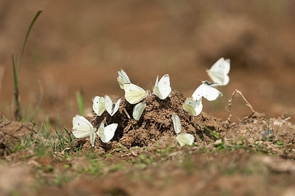 Kleiner Kohlweißling (Pieris rapae)