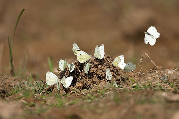 Kleiner Kohlweißling (Pieris rapae)