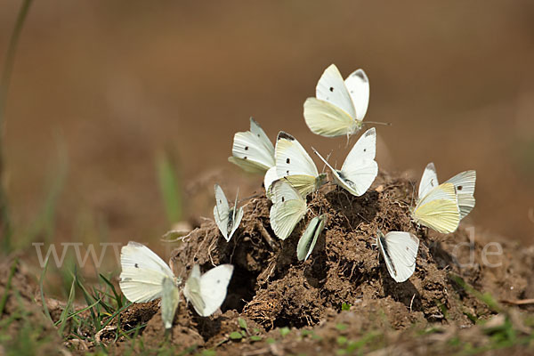 Kleiner Kohlweißling (Pieris rapae)