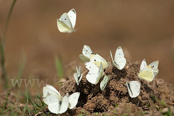 Kleiner Kohlweißling (Pieris rapae)