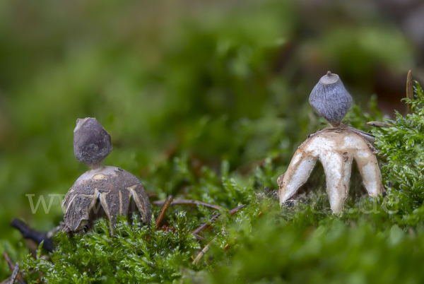 Kleiner Nest-Erdstern (Geastrum quadrifidum)