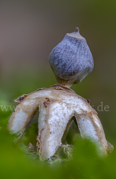 Kleiner Nest-Erdstern (Geastrum quadrifidum)