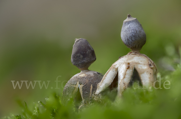 Kleiner Nest-Erdstern (Geastrum quadrifidum)