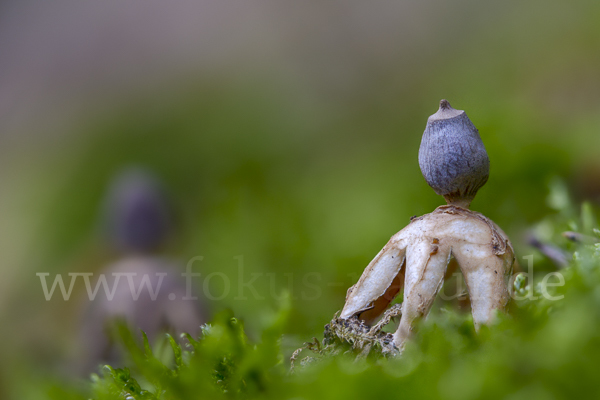 Kleiner Nest-Erdstern (Geastrum quadrifidum)