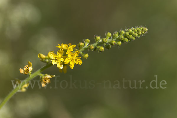 Kleiner Odermennig (Agrimonia eupatoria)