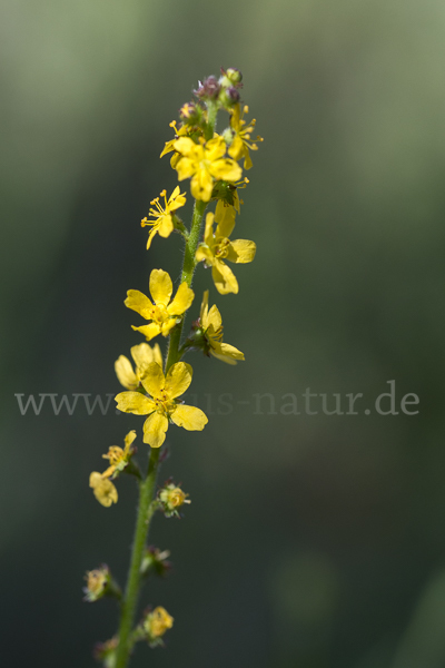 Kleiner Odermennig (Agrimonia eupatoria)