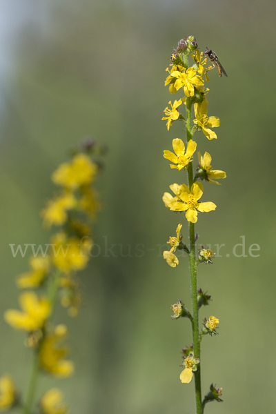 Kleiner Odermennig (Agrimonia eupatoria)