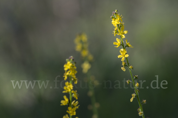 Kleiner Odermennig (Agrimonia eupatoria)