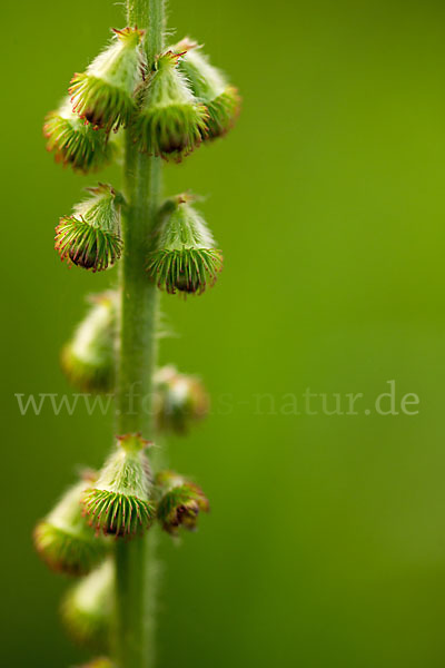 Kleiner Odermennig (Agrimonia eupatoria)