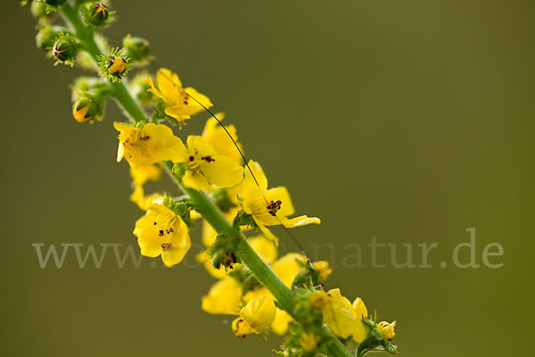 Kleiner Odermennig (Agrimonia eupatoria)