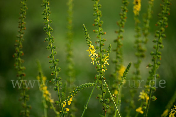 Kleiner Odermennig (Agrimonia eupatoria)