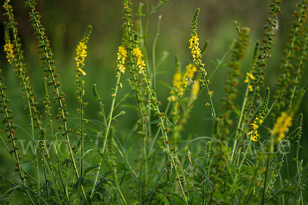 Kleiner Odermennig (Agrimonia eupatoria)