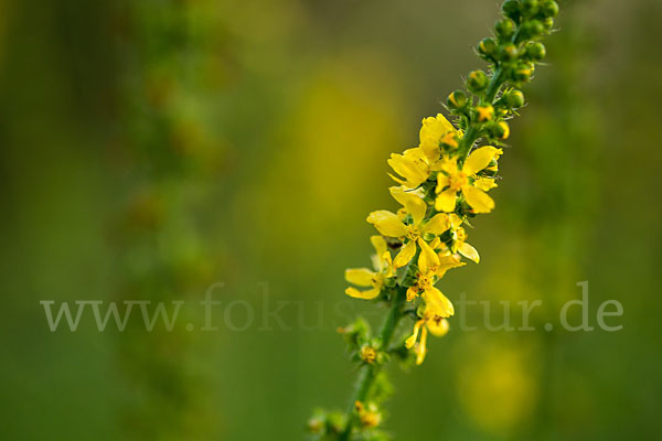 Kleiner Odermennig (Agrimonia eupatoria)