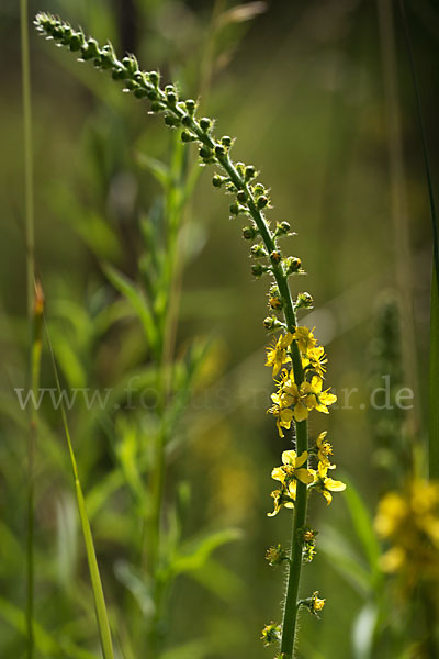 Kleiner Odermennig (Agrimonia eupatoria)