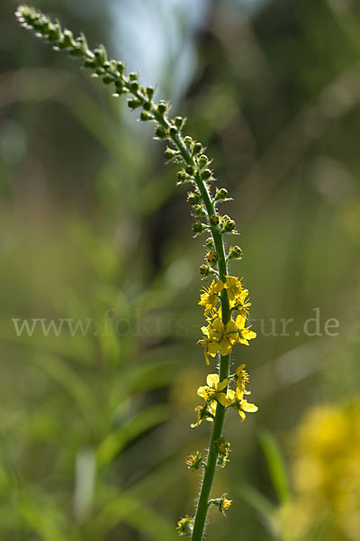 Kleiner Odermennig (Agrimonia eupatoria)