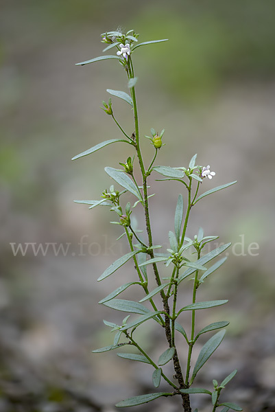 Kleiner Orant (Chaenorhinum minus)