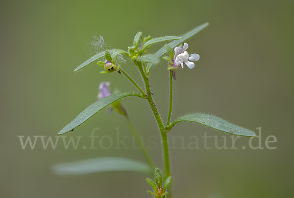 Kleiner Orant (Chaenorhinum minus)