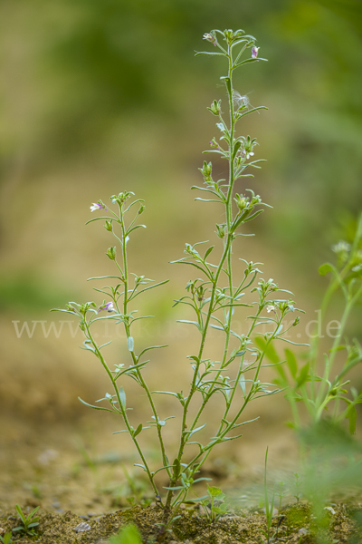 Kleiner Orant (Chaenorhinum minus)