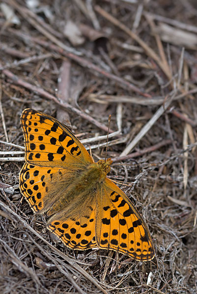 Kleiner Perlmutterfalter (Issoria lathonia)