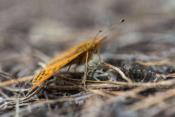 Kleiner Perlmutterfalter (Issoria lathonia)