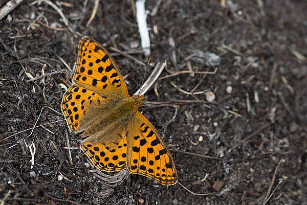 Kleiner Perlmutterfalter (Issoria lathonia)