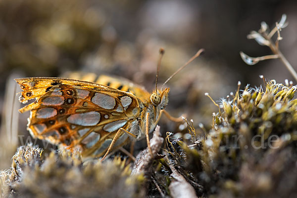 Kleiner Perlmutterfalter (Issoria lathonia)