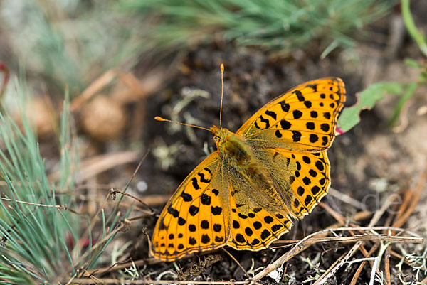 Kleiner Perlmutterfalter (Issoria lathonia)