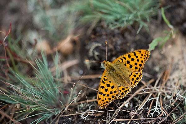 Kleiner Perlmutterfalter (Issoria lathonia)