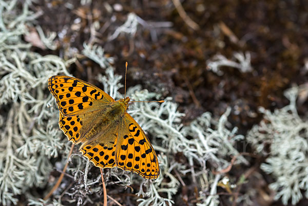 Kleiner Perlmutterfalter (Issoria lathonia)