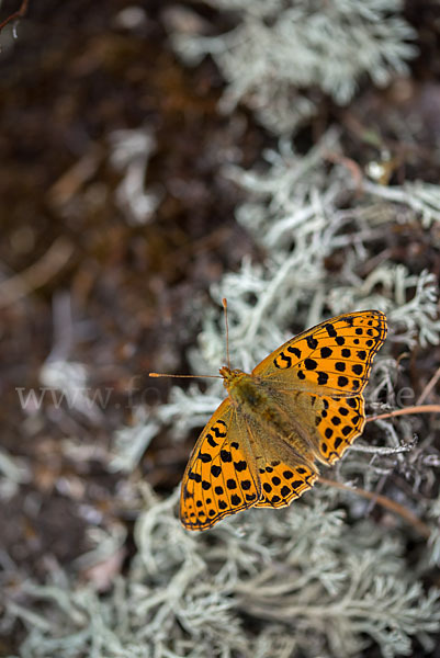 Kleiner Perlmutterfalter (Issoria lathonia)