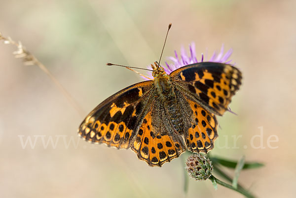 Kleiner Perlmutterfalter (Issoria lathonia)