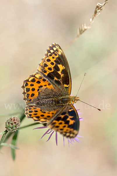 Kleiner Perlmutterfalter (Issoria lathonia)