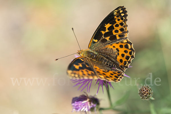 Kleiner Perlmutterfalter (Issoria lathonia)