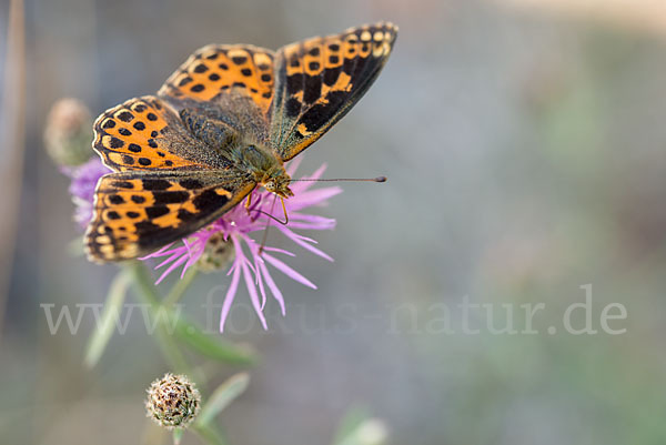 Kleiner Perlmutterfalter (Issoria lathonia)