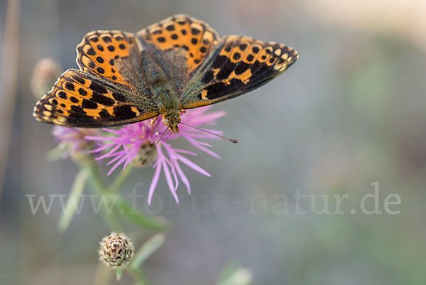 Kleiner Perlmutterfalter (Issoria lathonia)