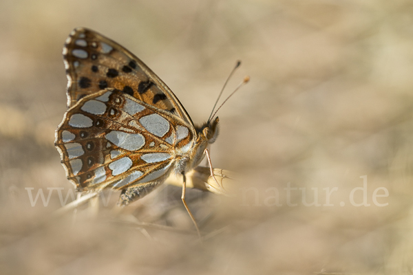 Kleiner Perlmutterfalter (Issoria lathonia)