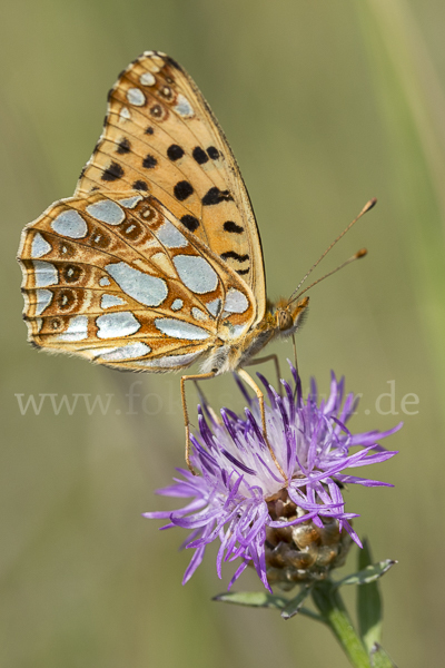 Kleiner Perlmutterfalter (Issoria lathonia)