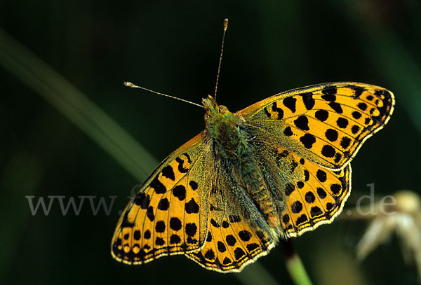 Kleiner Perlmutterfalter (Issoria lathonia)