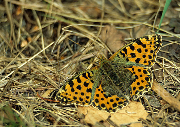 Kleiner Perlmutterfalter (Issoria lathonia)