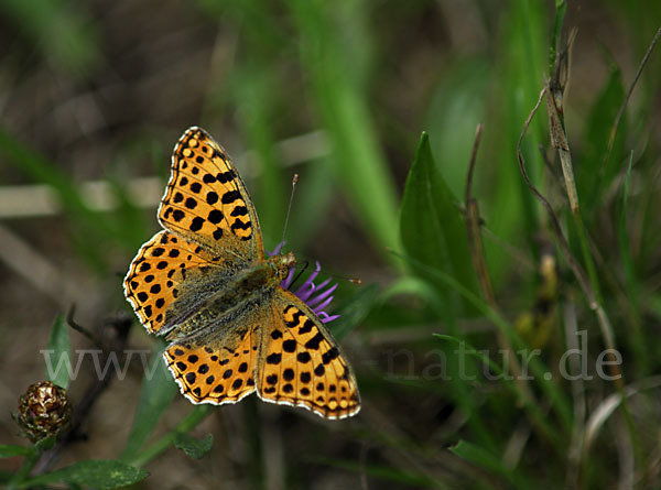 Kleiner Perlmutterfalter (Issoria lathonia)