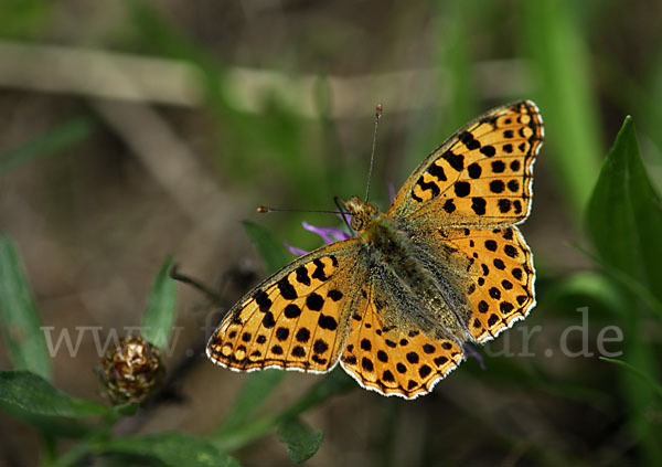 Kleiner Perlmutterfalter (Issoria lathonia)