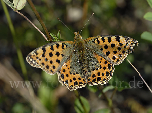 Kleiner Perlmutterfalter (Issoria lathonia)