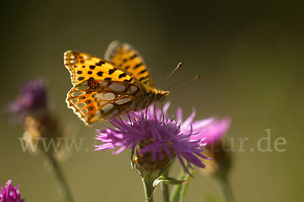 Kleiner Perlmutterfalter (Issoria lathonia)