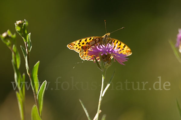 Kleiner Perlmutterfalter (Issoria lathonia)