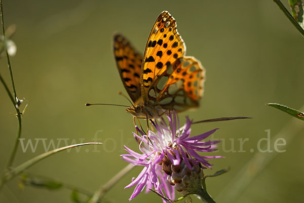 Kleiner Perlmutterfalter (Issoria lathonia)