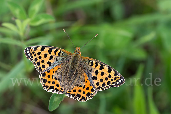 Kleiner Perlmutterfalter (Issoria lathonia)