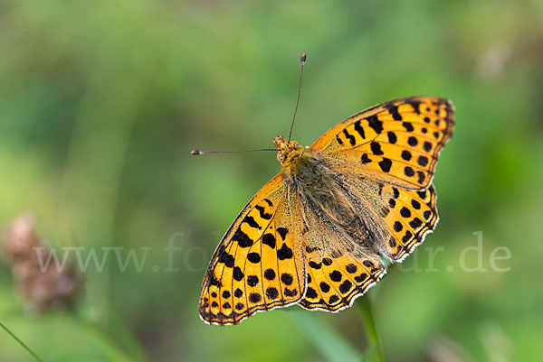 Kleiner Perlmutterfalter (Issoria lathonia)