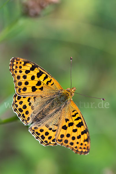 Kleiner Perlmutterfalter (Issoria lathonia)