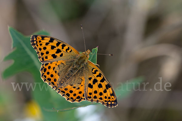 Kleiner Perlmutterfalter (Issoria lathonia)